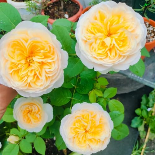 semillas de rosal resistente - Rosa chinensis - balcón, perennes 20pcs