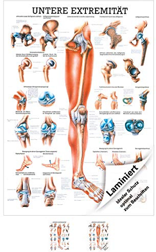 Sport-Tec Untere Extremität Mini-Poster Anatomie 34x24 cm medizinische Lehrmittel