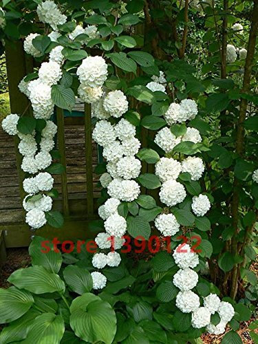 Gigante Praga Apionabos Gran Sabor 200 Semillas Gustos Tienen Gusto de Perejil/Apio