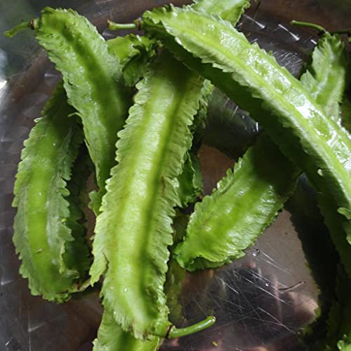 Asparagus Pea Winged Pea Vegetable Seeds - 50 Seeds