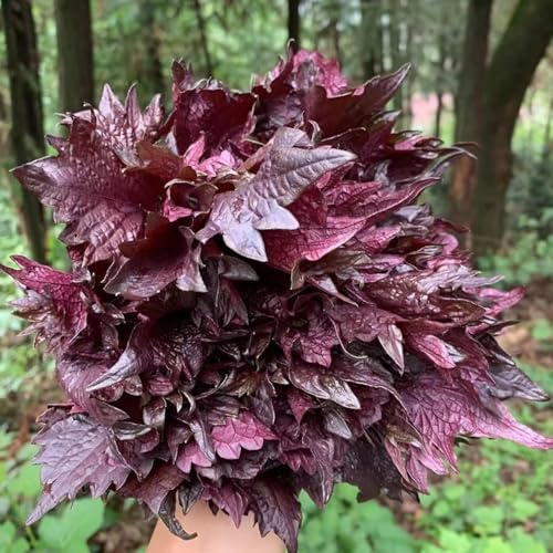 semi di shiso - balcone esotiche perenni resistenti giardino 200pcs