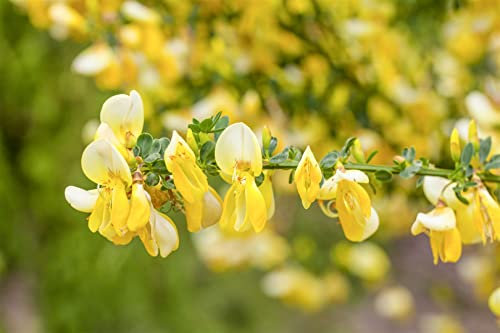 Cytisus x kewensis 'Niki' 20–30 cm – Winterhart, Mehrjährig, Pflegeleicht – Besenginster – Bodendecker für Steingarten & Beet