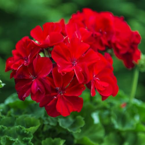 Geranios colgantes - Pelargonium - pradera de decorativas perenne de interior raras semillas silvestres sombra semillas balcón jardín 650semillas