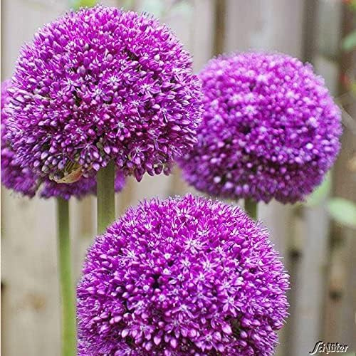 Allium Ambassador - 1 Zwiebel Zierlauch/Kugellauch - Blumenzwiebeln zum Pflanzen und Verwildern, Blüten in Lila, mehrjährig, winterhart von Garten Schlüter
