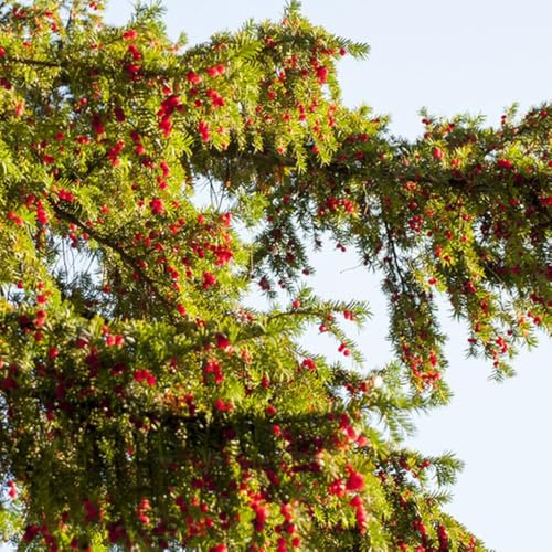 Semi di Taxus baccata da balcone, ornamentale resistente veri di da appartamento da giardino resistenti perenni biologici 200pcs