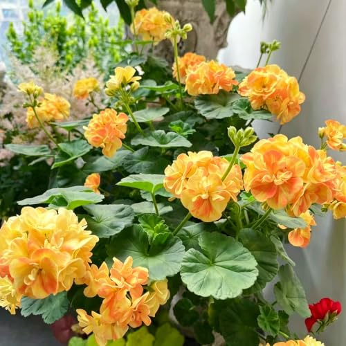 geranio - pelargonio balcón plantación jardín rápido oficina al 450semillas