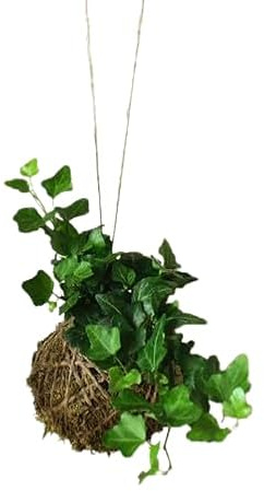 Planta Kokedama -Hedera Helix - DECOALIVE - Hiedra - Musgo Natural
