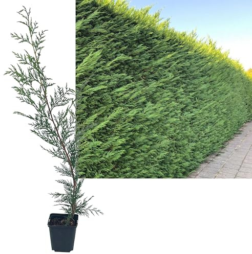 12 Stück Leylandii Zypresse von INTRAGARTEN | immegrün und winterhart | Basterdzypresse +50cm Heckenpflanze im Topf gewachsen