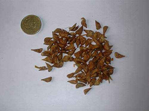 Portal Cool Cedro del Libano, Cedrus Libani, sempreverde Conifera X 100 semi