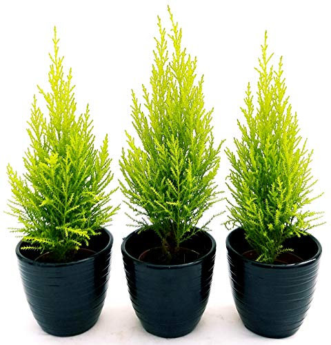 POWERS TO FLOWERS - CIPRESSO WILMA 3 PIANTE, Vaso 11 cm, piante vere