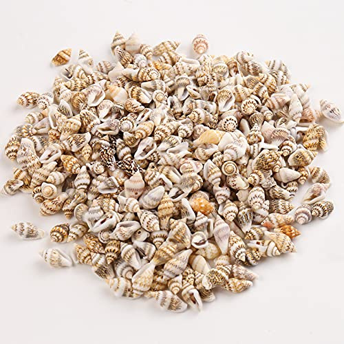 HERZWILD muscheln bastelnmuscheln mit löcher Ideal zum Basteln, für Deko oder zum Schmuckherstellung (12-15mm)