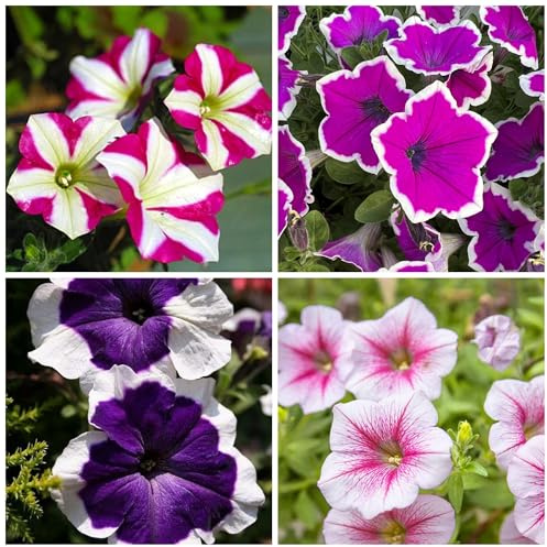 Rare Petunia Seeds for Planting - 300+ Beautiful Perennial Petunia Seeds Heirloom Flowers- High Germination Rate Open Pollinated