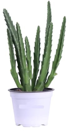 Strapelia (“Fiore di Carogna”, genere Stapelia) 1 Piantina in Vaso | Succulenta Straordinaria con Fiori Stellati Profumati | Facile, Suggestiva, per Appassionati di Piante Rarità
