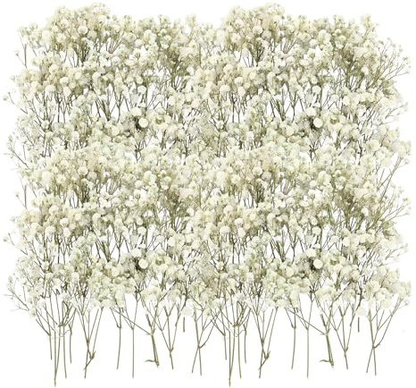 Schleierkraut Getrocknet Weiß 100 Stück Schleierkraut Getrocknet | Schleierkraut Getrocknet Trockenblumen Getrocknete Blüten Für DIY Hochzeitsdeko, Bastelprojekte Nagel Kunst Basteln