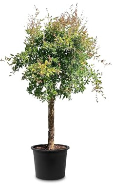Tropictrees Granatapfelbaum Winterhart - Punica Granatum mit 200 cm Hochstamm - Echter Granatapfelbaum für drinnen und draußen - Gartenpflanzen Winterhart im Topf