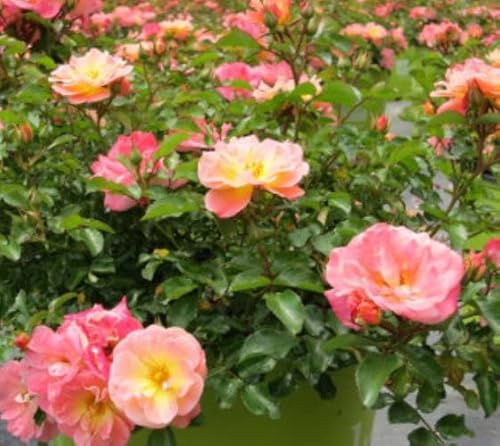 Peach Drift® Groundcover Rose - Live Plant - (1 QT)