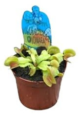 Planta Natural Venus Atrapamoscas - Planta Carnívora 9cm ø