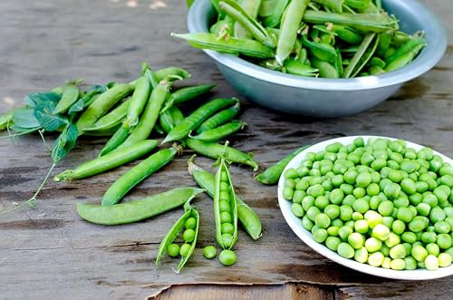 Sachet de graines de Pois à rames roi des conserves - Sachet de 200 grammes - Graines de style