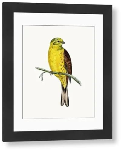 Media Storehouse Yellow Hammer Bird Framed Print, 1853-1891 - Modern Frame 22x18 (58x48cm) (15413795)