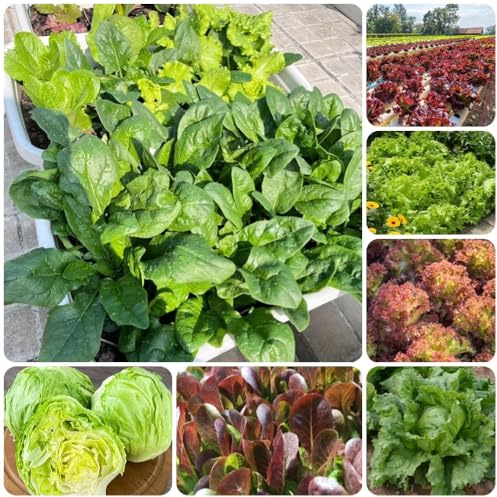 PflücksalatSamen, Salatsamen, stauden winterhart mehrjährig exotische salatpflanzen 500pcs