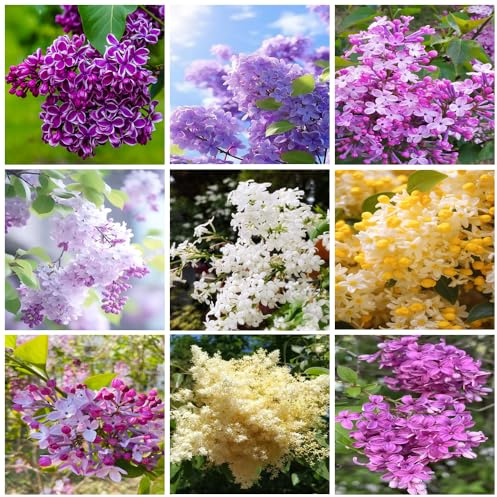 200 pièces mixtes lilas, vivaces, sans OGM, variétés anciennes, adaptées à la maison, au jardin et à l'extérieur