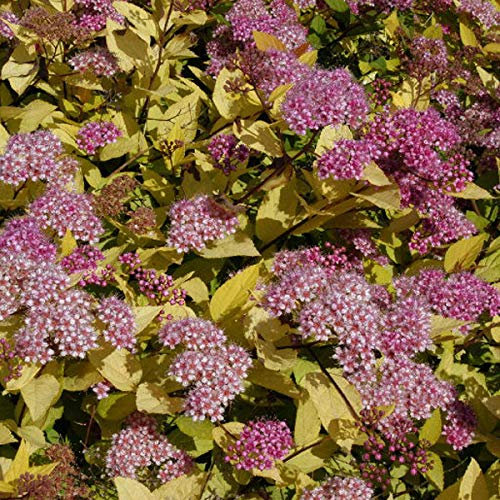 Spiraea Japonica 'Golden Princess'- Spirée Japonaise 'Golden Princess' 25-30 cm en conteneur