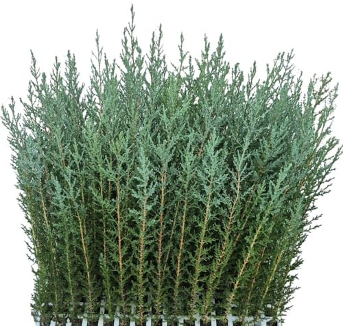 50 Uds Plantas de Ciprés Sempervirens (35-50 cm) | Ideal Para Setos Vivos y Cerramientos Naturales | Planta para Seto Mediterráneo – Rápido Crecimiento