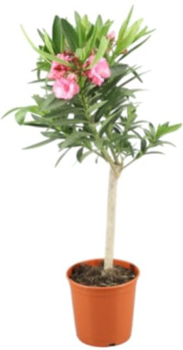 Planta natural Adelfa en copa, 70 cm. Nerium oleander. Arbusto florido, resistente, con flores rosas o blancas, ideal para jardines soleados. Segura Garden.