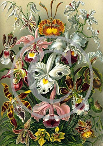 Portal Cool #68. Japanese Chrysanthemums C. : Heirloom Flower Photo Prints Old Plants Garden Bulbs Rare, Orchids, Iris, Roses