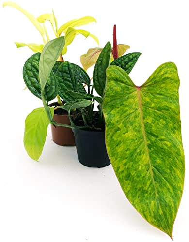 POWERS TO FLOWERS - PHYLODENDRON MONSTERA COLLECTION: EPIPREMNUM PINNATUM, PAINTED LADY, MALAY GOLD, VASO 12cm, piante vere