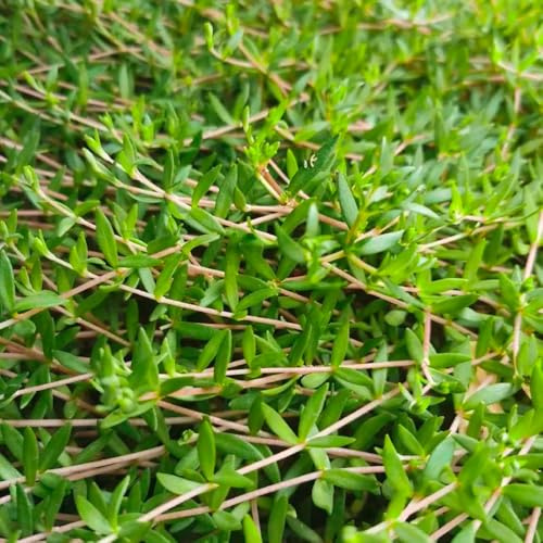 semillas de sedum, perennes resistentes jardín decoración 35pcs