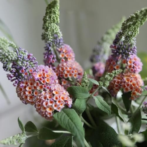 schmetterlingsflieder winterhart - mehrjährig bio sommerflieder 400samen