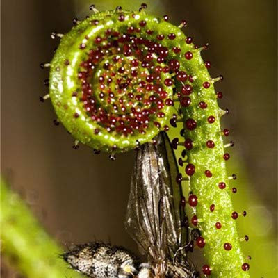 Multifarious Nepenthes Pianta carnivora Dionaea muscipula gigante della clip Venere acchiappamosche pianta Seedsfor Giardino 100 pc/lotto: misto