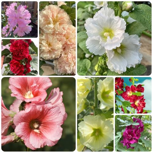 malvarrosas trepadoras orgánicas, de primavera malva loca Semillas de perennes, balcón resistentes. Cobertura vegetal macizos, perenne 600semillas
