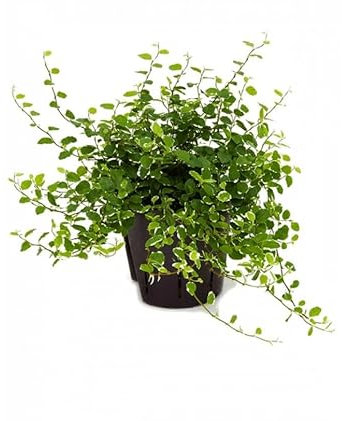 Ficus Pumila Natural Planta Trepadora de Riego Moderado para Interior