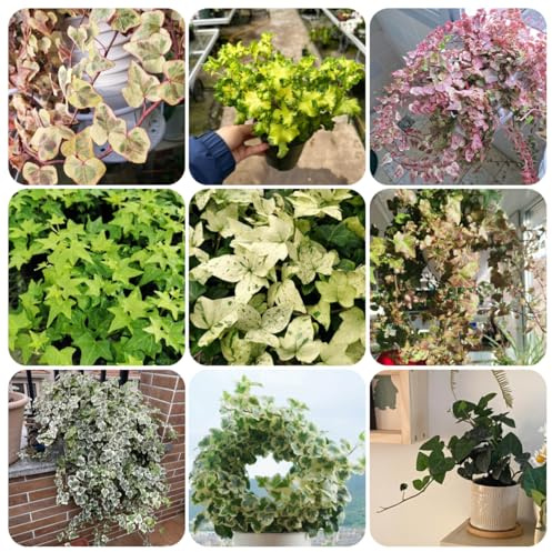 semi di edera - decorative balcone esterno perenni resistenti biologici esotiche rampicanti 300pcs
