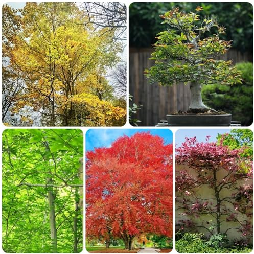 Semi di faggio europeo, Fagus sylvatica, da siepe esotici, rustiche per balconi Le perenni sono 100pcs