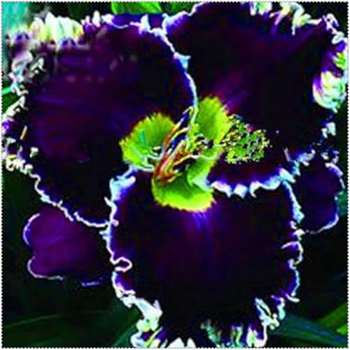 Seltene Taglilien mix Mehrjährige,Schnell-Wachsend,Seltene,Winterhart Mysteriöse Magische Glühbirne,farbenfrohe Blumen.-3Pcs-A