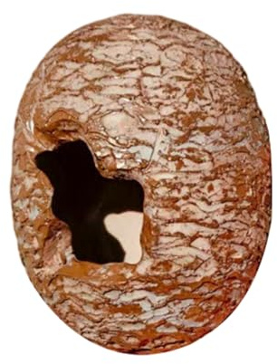 Generisch Cachette pour reptiles, en forme d'œuf de dinosaure, en résine, décoration d'aquarium pour escalade, nid, grotte, désert, habitat de vie, salon