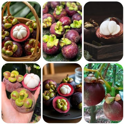 mangostán del mangostán comprar semillas, jardín de rocas resistentes de interior, 25pcs