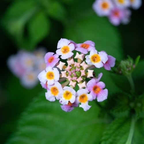 lantana - all'aperto (Lantana camara) decorazioni giardino per esterni tappezzante resistente interno balcone, 100semi