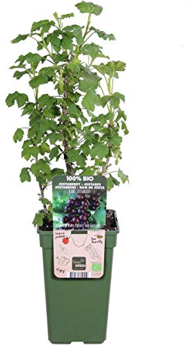 Jostabeere/Jochelbeere - Ribes Jostaberry, 60-70 cm, Ertragreiche Beerenpflanze, Pflegeleicht & Robust, Ideal für Garten & Terrasse