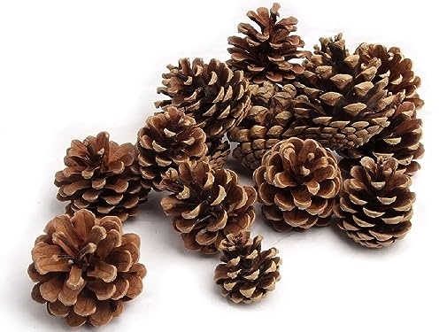 NaDeco Tannenzapfen 1kg, 50 Stk, 5-6cm, Weihnachtsdeko Adventskranz Tannen Zapfen Kiefernzapfen Schwarzkiefern, Naturdeko Deko Dekoration Weihnachten Advent Christmas Gesteck Tannendeko Weihnachtsbaum
