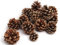 NaDeco Tannenzapfen, ca. 5-6cm, 1kg, ca. 50 Stück | Pinus nigra | Kiefernzapfen | Schwarzkiefern Zapfen | Zapfen Deko | Naturzapfen | Insektenhotel | Insektenhaus | Weihnachtsdeko | Adventsdeko