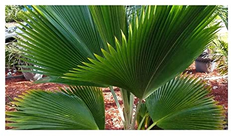 Stk - 10x Pritchardia pacifica Fiji Fächerpalme Garten Pflanzen - Samen ID428 - Seeds & Plants Shop by Ipsa