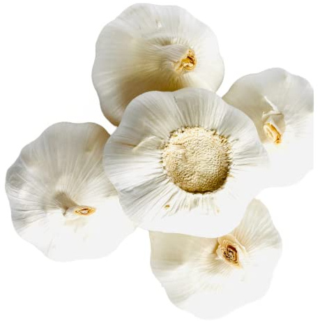 Fresh Himalayas Natural Garlic Whole Bulb (Our Zade Elephant Not Large as Elephant Ear Size) Fresh Large 5 Bulb Garlic for Spices Health Benefits & Planting - Product of USA