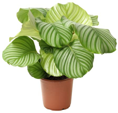 Bloomique - Calathea Orbifolia - Korbmarante -Zimmerpflanzen - Pflegeleicht - Luftreinigend - Haustierfreundlich - Höhe 60-70 cm - Topf 21 cm