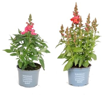 2 Unidades de Flor Boca de Dragón Las Plantas Naturales que Iluminarán tu Espacio Exterior