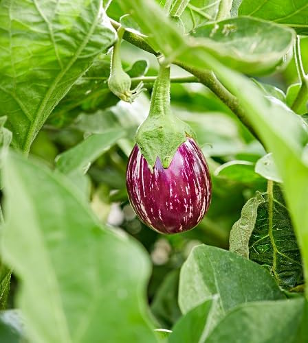 100 Stück violette Auberginensamen
