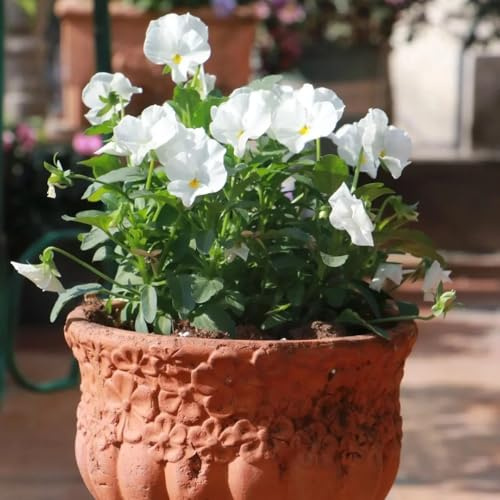 viola cornuta - semi di giardino esotici tagliati balcone serra primavera selvatica giardino 160pcs
